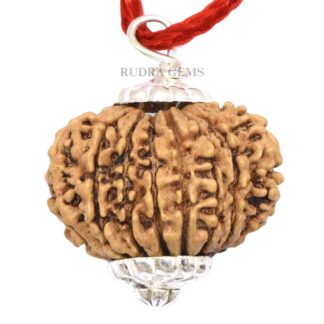 15 Mukhi Rudraksha