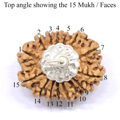 15-Mukhi-Rudraksha-Nepal-Pendant-Top