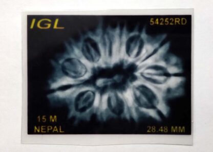15-Mukhi-Rudraksha-Nepal-Xray