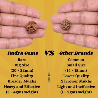 3-Mukhi-Rudraksha-Nepal-Comparison