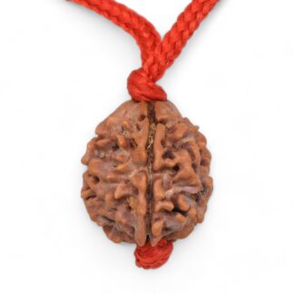 3 Mukhi Rudraksha