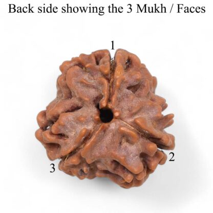 3-Mukhi-Rudraksha-Nepal-Pendant-Back