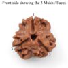 3-Mukhi-Rudraksha-Nepal-Pendant-Front