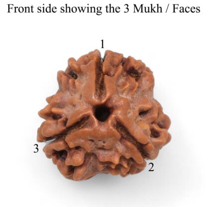 3-Mukhi-Rudraksha-Nepal-Pendant-Front