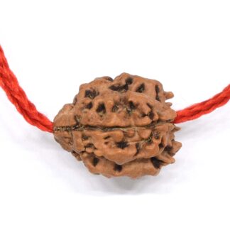 3-Mukhi-Rudraksha-Nepal-Thread