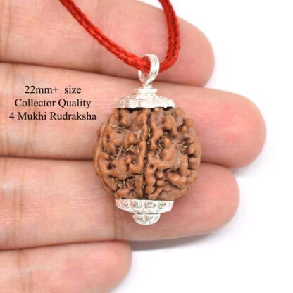 4-Mukhi-Rudraksha-Nepal-Collector