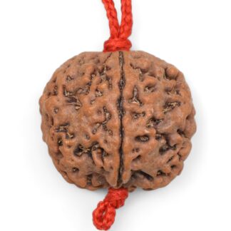 4-Mukhi-Rudraksha-Nepal-Pendant