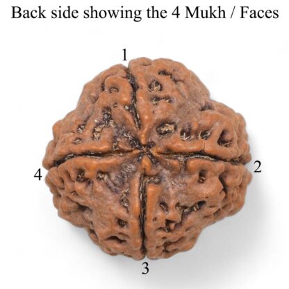 4-Mukhi-Rudraksha-Nepal-Pendant-Back