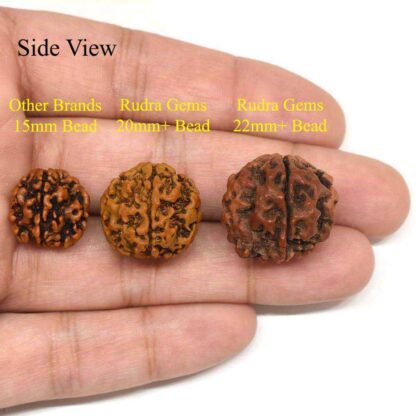 4-Mukhi-Rudraksha-Nepal-Pendant-Comparison-Side