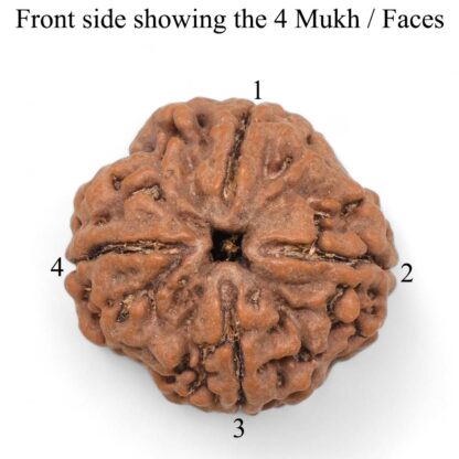 4-Mukhi-Rudraksha-Nepal-Pendant-Front