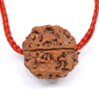 4-Mukhi-Rudraksha-Nepal-Thread