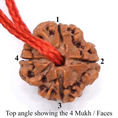 4-Mukhi-Rudraksha-Nepal-Thread-Top
