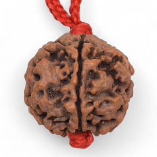 5 Mukhi Rudraksha