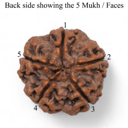 5-Mukhi-Rudraksha-Nepal-Pendant-Back