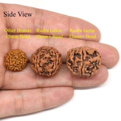 5-Mukhi-Rudraksha-Nepal-Pendant-Comparison-Side