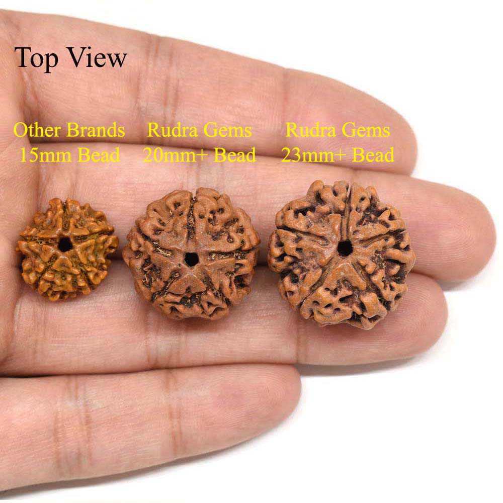 5-Mukhi-Rudraksha-Nepal