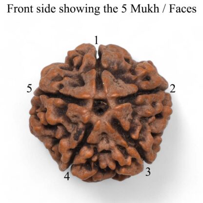 5-Mukhi-Rudraksha-Nepal-Pendant-Back