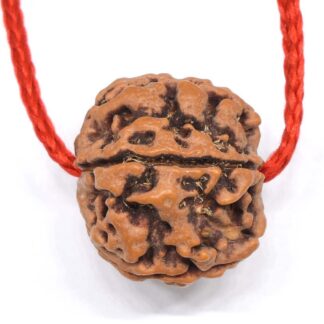 5-Mukhi-Rudraksha-Nepal-Thread