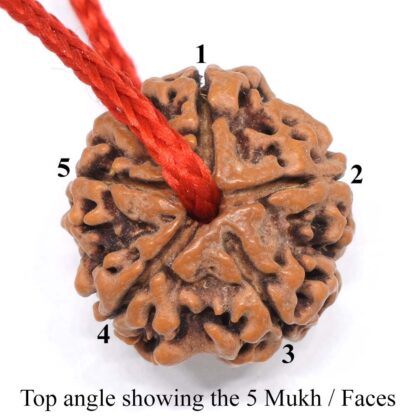 5-Mukhi-Rudraksha-Nepal-Thread-Top