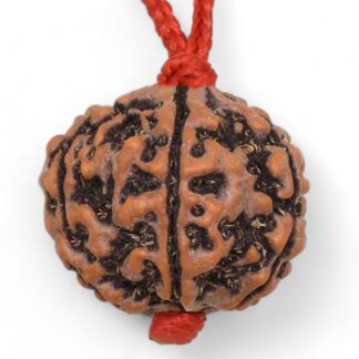 6 Mukhi Rudraksha