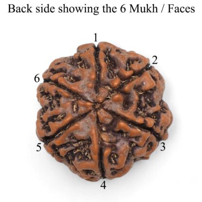 6-Mukhi-Rudraksha-Nepal-Pendant-Back