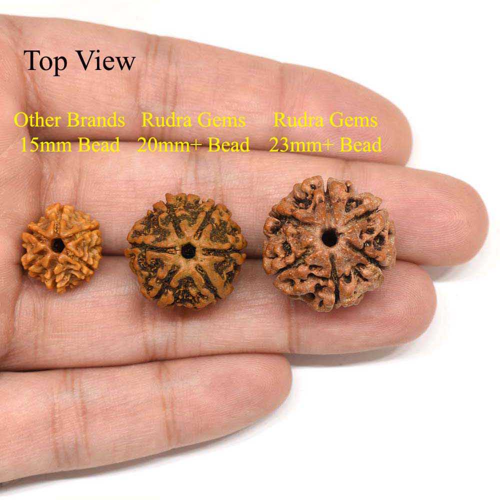 Sehr Selten 6 Mukhi Rudraksha Sechs Gesicht Perlen 28 mm Armband Certified 