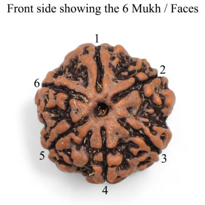 6-Mukhi-Rudraksha-Nepal-Pendant-Front