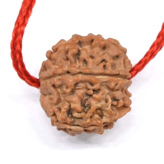 6-Mukhi-Rudraksha-Nepal-Thread