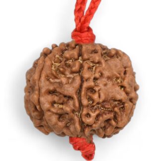 7 Mukhi Rudraksha