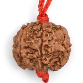 7-Mukhi-Rudraksha-Nepal-Pendant