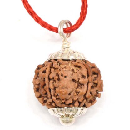 7-Mukhi-Rudraksha-Nepal-Pendant