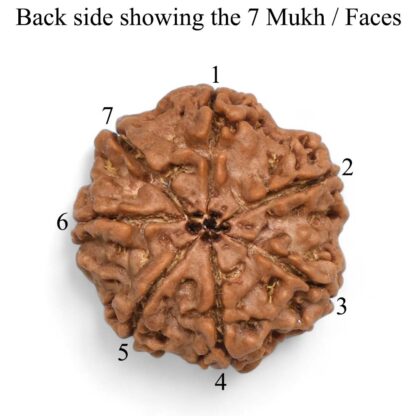 7-Mukhi-Rudraksha-Nepal-Pendant-Back