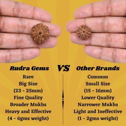 7-Mukhi-Rudraksha-Nepal-Pendant-Comparison