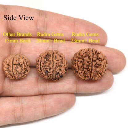 7-Mukhi-Rudraksha-Nepal-Pendant-Comparison-Side