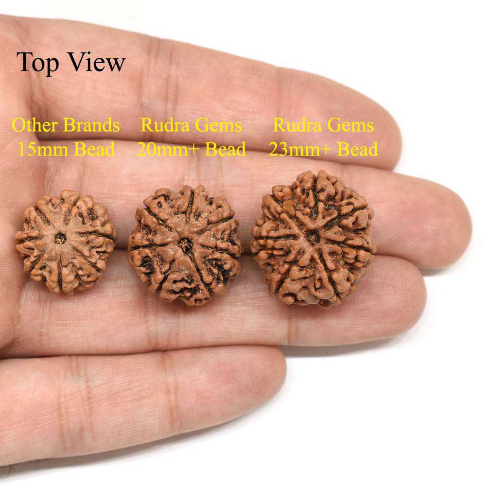 7-Mukhi-Rudraksha-Nepal-Pendant-Comparison-Top