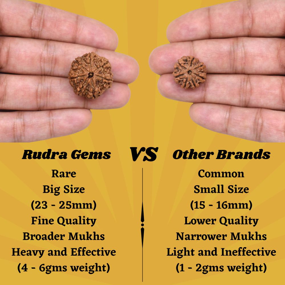 Rudra Gems 7 Mukhi Rudraksha