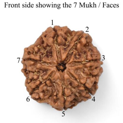 7-Mukhi-Rudraksha-Nepal-Pendant-Front