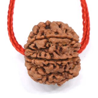 7-Mukhi-Rudraksha-Nepal-Thread