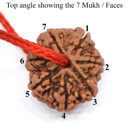 7-Mukhi-Rudraksha-Nepal-Thread-Top