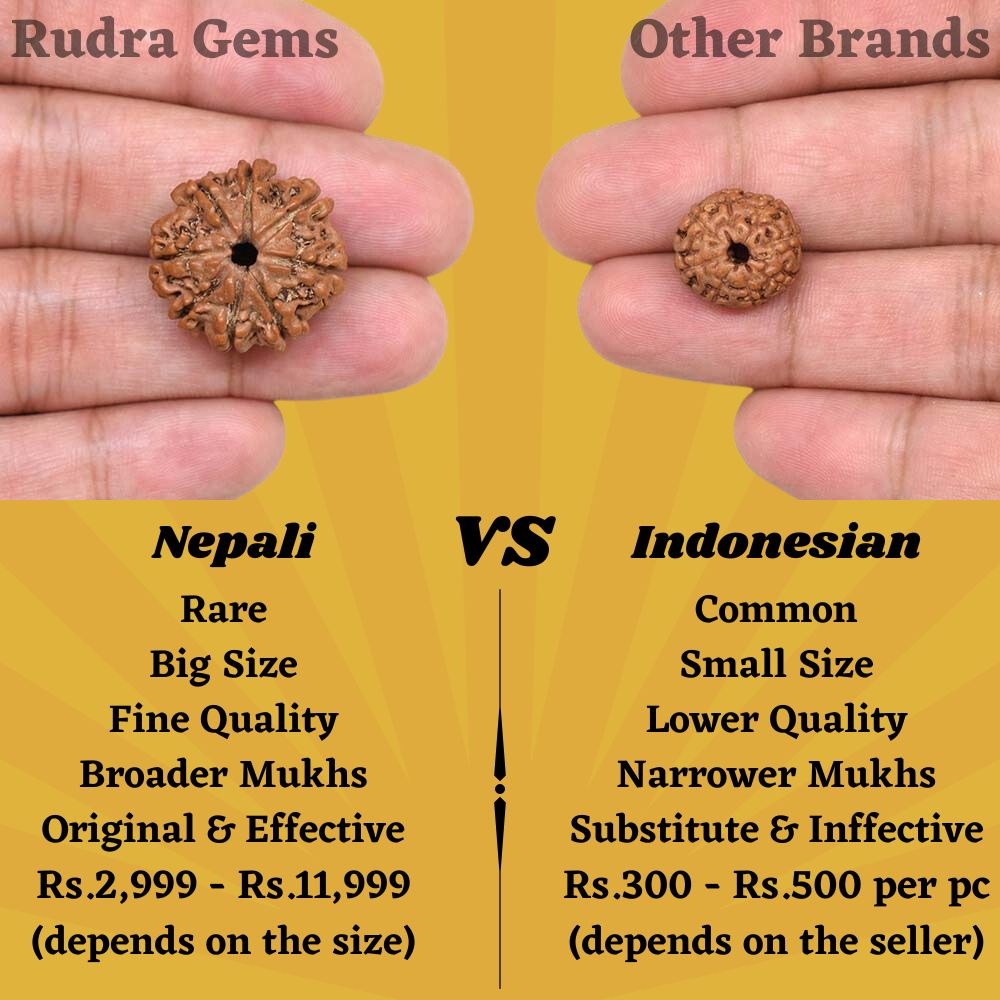 8 Mukhi Rudraksha Nepal Java Comparison