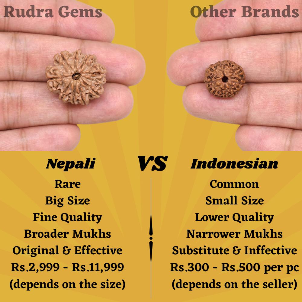 9 Mukhi Rudraksha Nepal Java Comparison