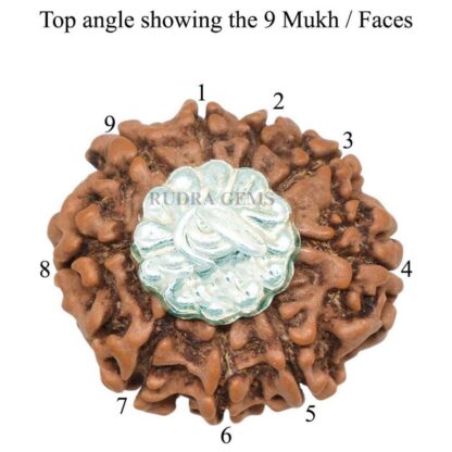 9-Mukhi-Rudraksha-Nepal-Silver-Pendant-Top