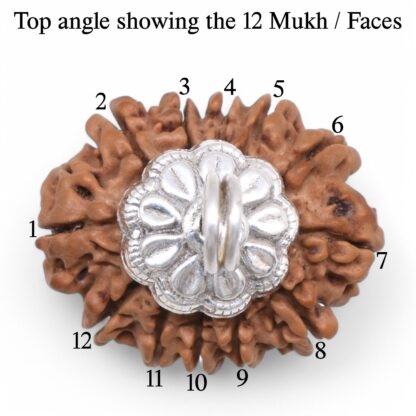 12-Mukhi-Rudraksha-Nepal-Silver-Pendant-Top