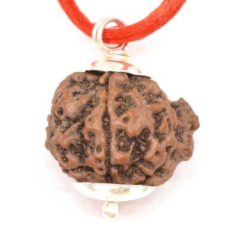 Ganesha Rudraksha