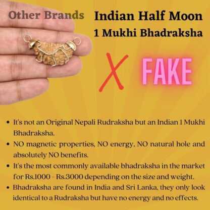 Indian-1-Mukhi-Bhadraksha