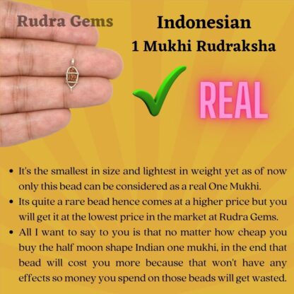 Indonesian-1-Mukhi-Rudraksha