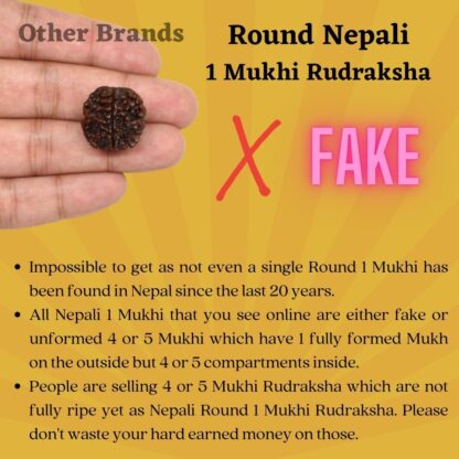 Round-Nepali-1-Mukhi-Rudraksha