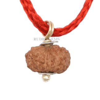 14-Mukhi-Rudraksha-Indonesian-Pendant