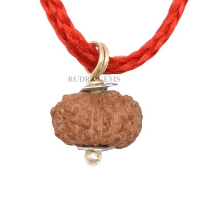 14-Mukhi-Rudraksha-Indonesian-Pendant