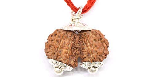 Gauri Shankar Rudraksha